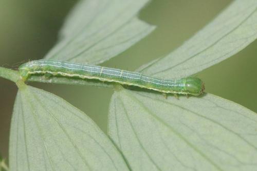 Chiasmia clathrata