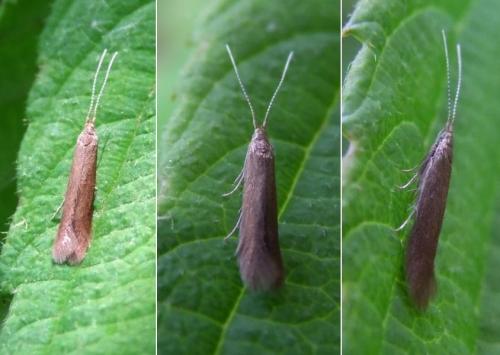 Réf. 216 237 : Coleophora sp.