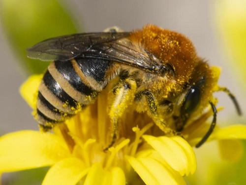 Réf. 216 057 : Colletes sp.