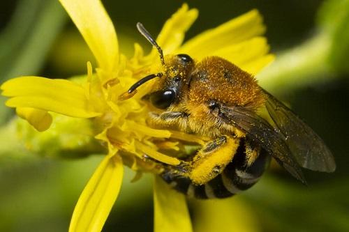 Réf. 216 058 : Colletes sp.