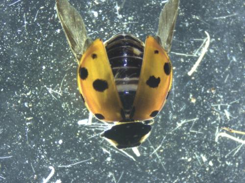 Réf. 216 419 : Ceratomegilla undecimnotata