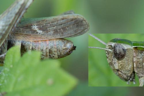 Omocestus rufipes