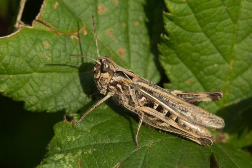 Chorthippus sp.