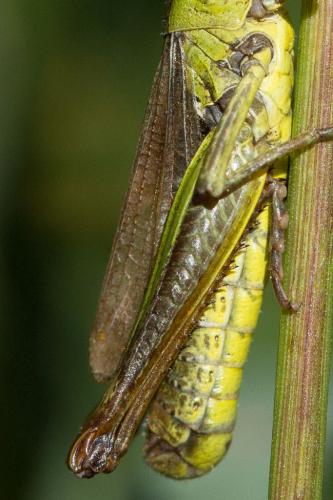 Réf. 216 370 : Pseudochorthippus parallelus parallelus