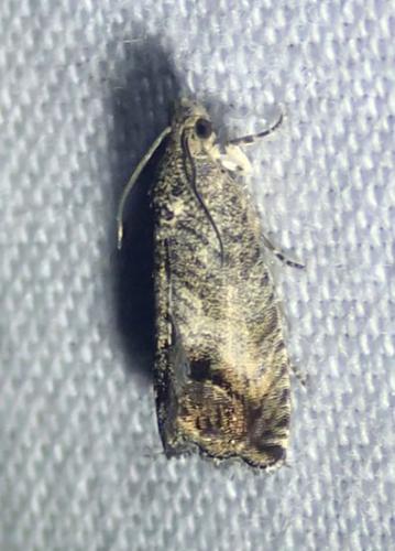 Réf. 216 679 : Cydia splendana
