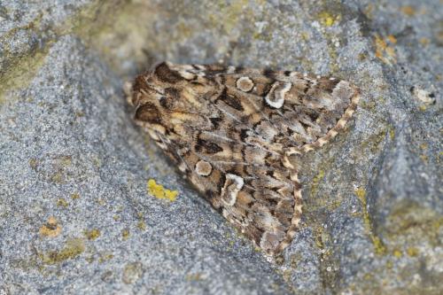 Réf. 216 353 : Pachetra sagittigera