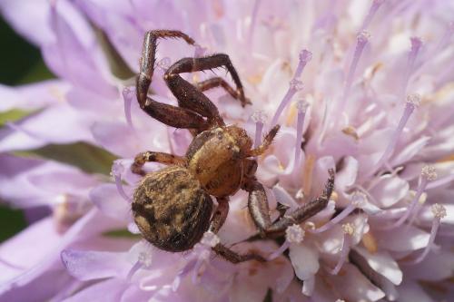 Xysticus sp.