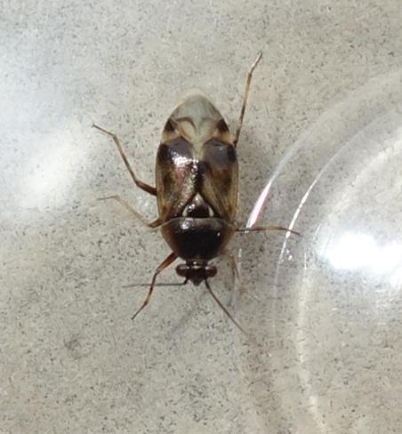 Réf. 216 805 : Deraeocoris sp.