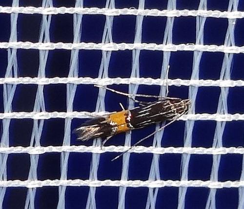 Réf. 216 445 : Cosmopterix crassicervicella
