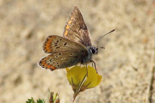 Aricia agestis