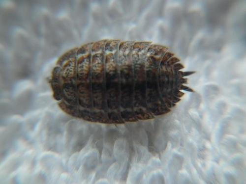 Réf. 216 976 : Trachelipus rathkii