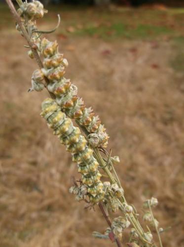 Réf. 216 657 : Cucullia cineracea