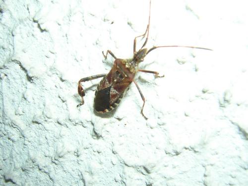 Leptoglossus occidentalis
