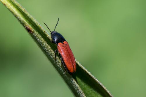 Ampedus sp.