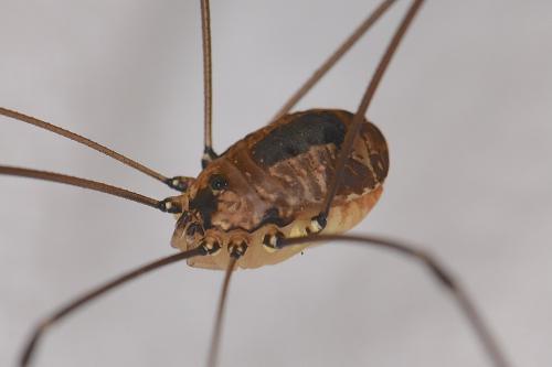 Réf. 216 108 : Leiobunum rotundum