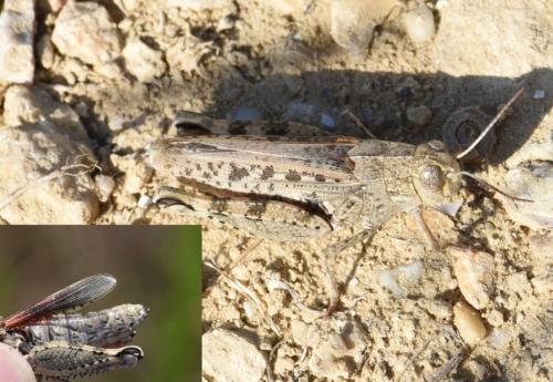 Calliptamus sp.