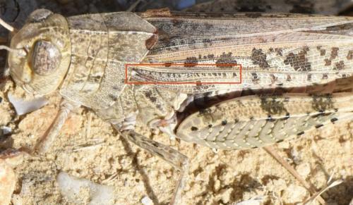 Calliptamus sp.