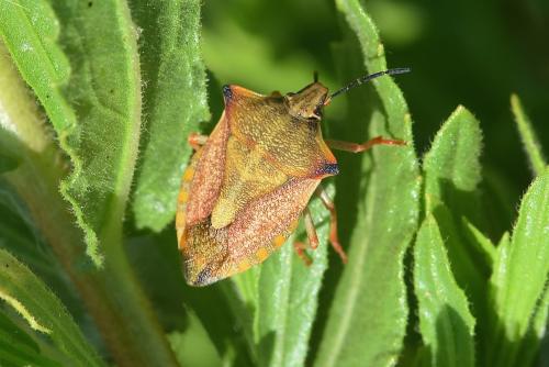 Carpocoris mediterraneus atlanticus