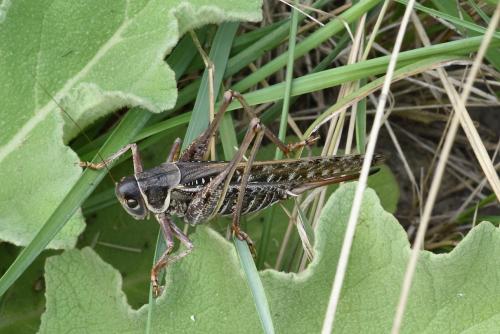 Réf. 216 478 : Decticus albifrons