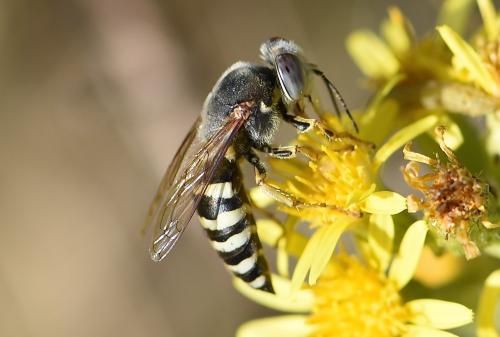 Bembix flavescens