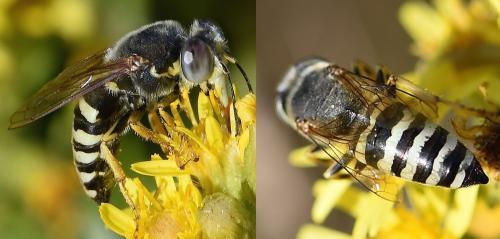 Bembix flavescens