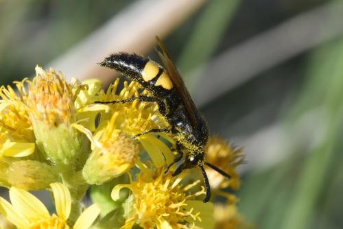 Réf. 216 533 : Scolia hirta hirta