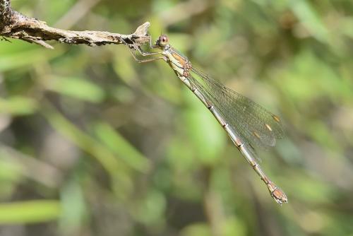 Chalcolestes viridis