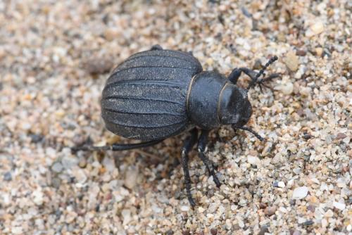 Réf. 216 447 : Pimelia muricata