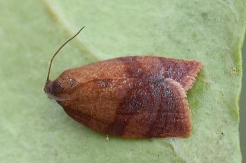 Cacoecimorpha pronubana