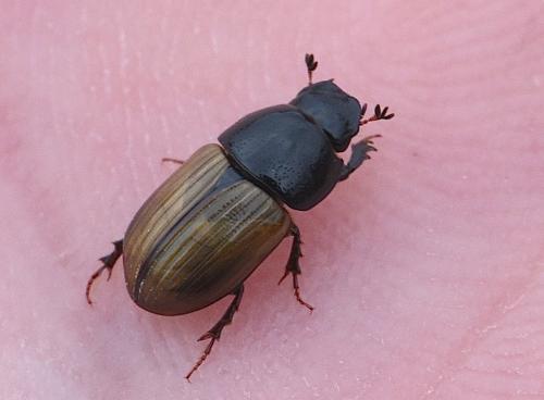 Réf. 216 777 : Aphodius foetidus