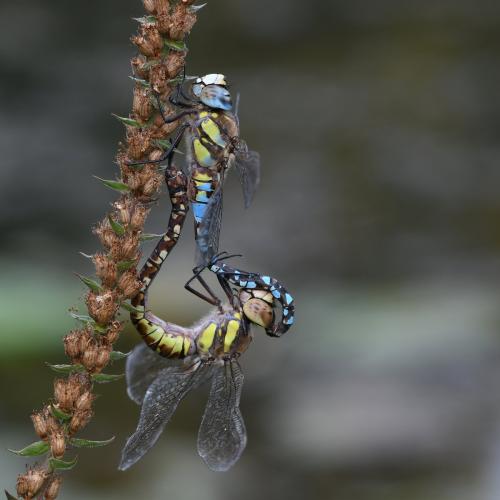 Réf. 216 930 : Aeshna mixta