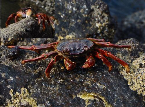 Grapsus albolineatus