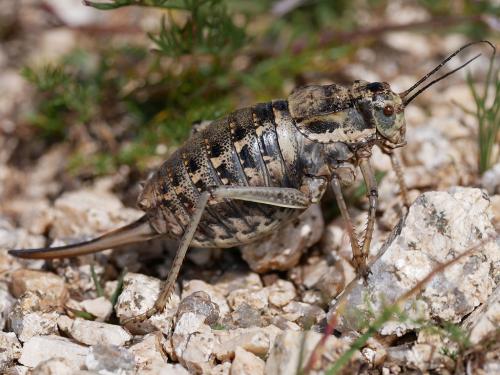 Deracantha onos