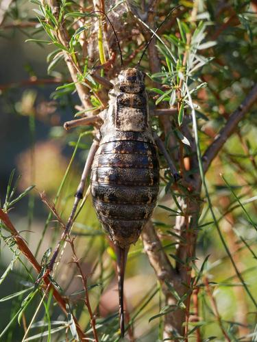 Réf. 216 012 : Deracantha onos