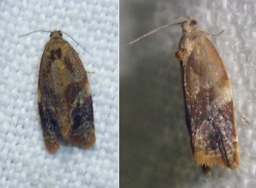 Réf. 216 828 : Ditula angustiorana