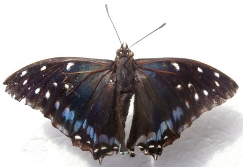 Réf. 216 425 : Charaxes etesipe