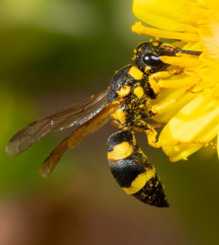 Réf. 216 059 : Eumeninae inconnu