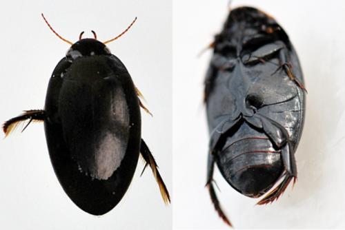Réf. 216 366 : Agabus sp.