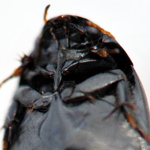 Réf. 216 367 : Agabus sp.