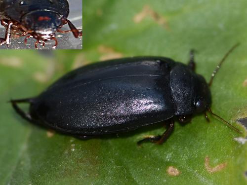 Meladema coriacea