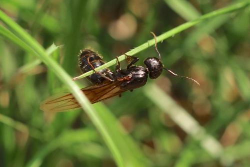 Réf. 216 044 : Camponotus vagus