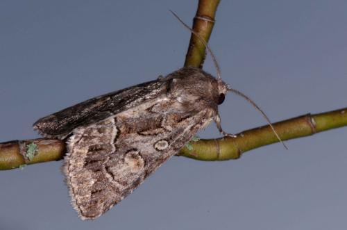 Réf. 216 394 : Thalpophila matura