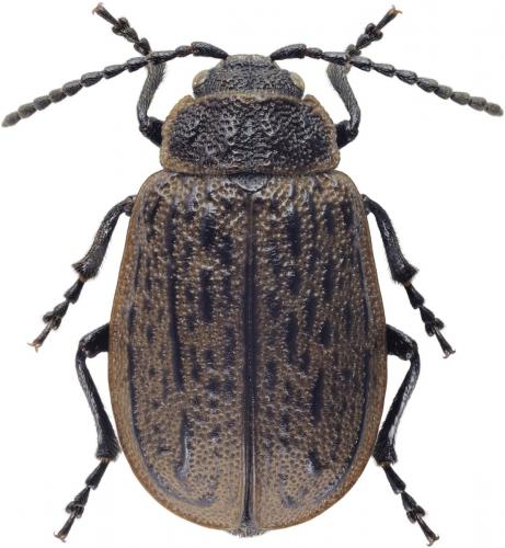 Réf. 216 865 : Galeruca interrupta