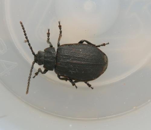 Réf. 216 825 : Galeruca interrupta