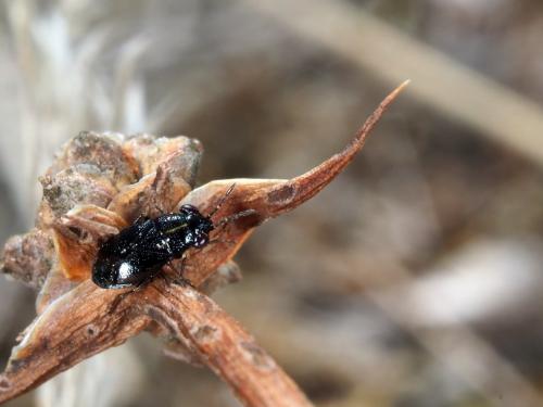 Geocoris ater