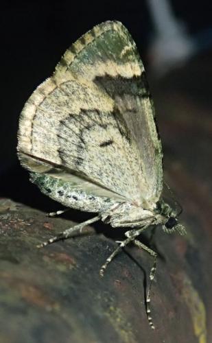 Réf. 216 990 : Chloroclysta siterata