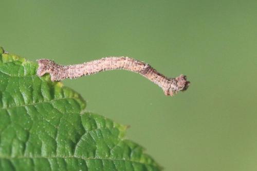Réf. 216 911 : Hemithea aestivaria