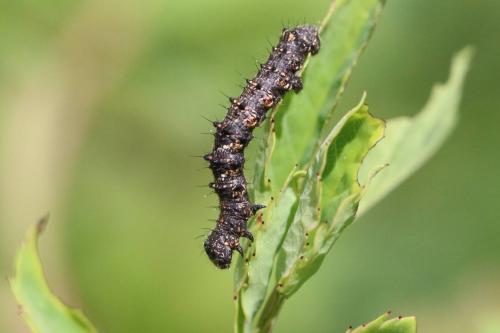 Phigalia pilosaria