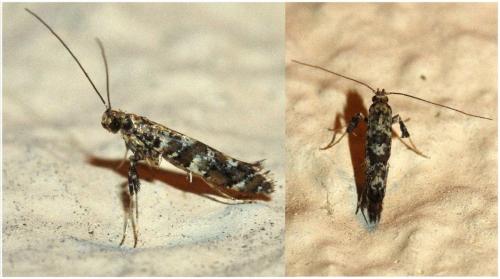 Gracillaria syringella