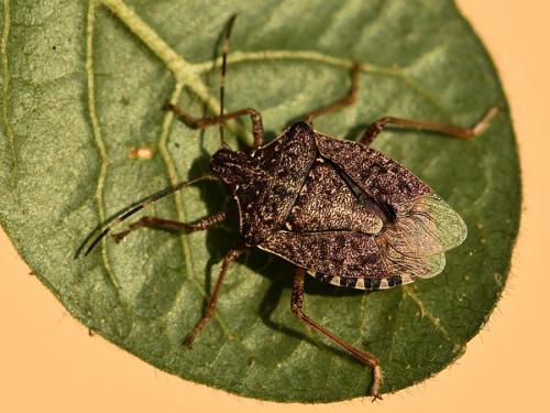 Réf. 216 207 : Halyomorpha halys